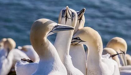 樱桃视频大全免费观看，樱桃视频大全免费观看在线直播