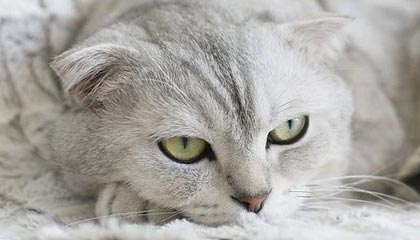 做剧烈运动打扑克视频