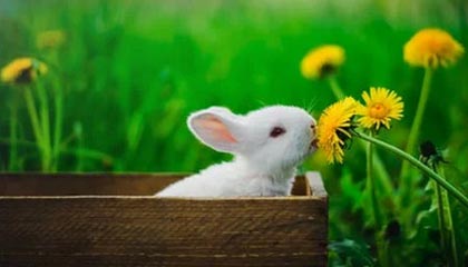 桔子手机，桔子手机怎么样